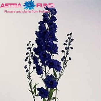 Delphinium Elatum Grp dubbelbloemig Delphi's Secret fotografie