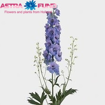 Delphinium Elatum Grp dubbelbloemig 'Delphi's Starlight' fotografie