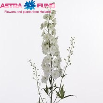 Delphinium Elatum Grp dubbelbloemig 'Dewi Amor' fotografie