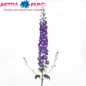 Delphinium Elatum Grp dubbelbloemig Dewi Araik photo