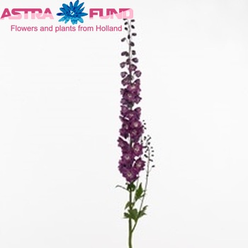 Delphinium Elatum Grp dubbelbloemig 'Dewi Bordeaux' photo