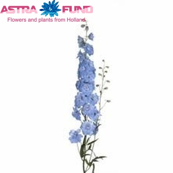 Delphinium Elatum Grp dubbelbloemig 'Dewi Boy' photo