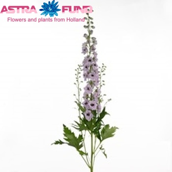 Delphinium Elatum Grp dubbelbloemig 'Dewi Rosario' fotografija