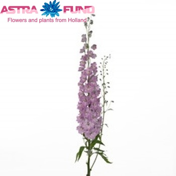 Delphinium Elatum Grp dubbelbloemig 'Dewi Sweet Heart' fotografija