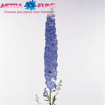 Delphinium Elatum Grp dubbelbloemig Elatum Grp Blue Indulgence fotografija