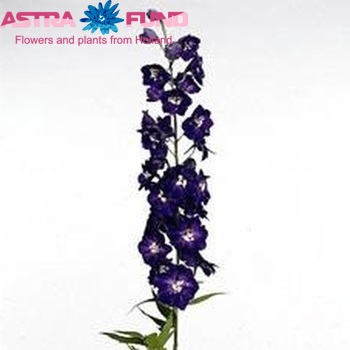 Delphinium Elatum Grp dubbelbloemig 'Elm Freude' fotografija