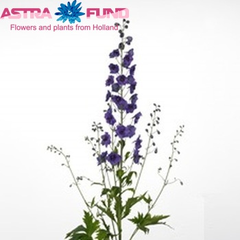 Delphinium Elatum Grp dubbelbloemig 'Essequibo Angel' fotografija