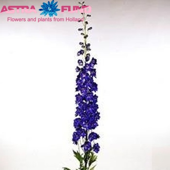 Delphinium Elatum Grp dubbelbloemig 'Faust' fotografija