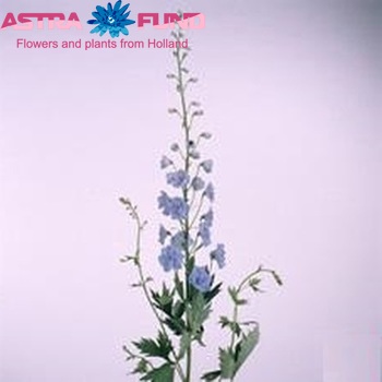 Delphinium Elatum Grp dubbelbloemig 'Filique Arrow' fotografija