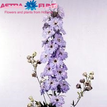 Delphinium Elatum Grp dubbelbloemig 'Gossamer' fotografija