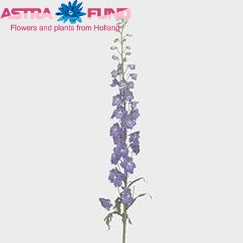 Delphinium Elatum Grp dubbelbloemig 'Guardian Blue' fotografija