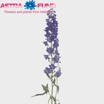 Delphinium Elatum Grp dubbelbloemig 'Guardian Early Blue' fotografija