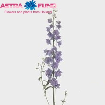Delphinium Elatum Grp dubbelbloemig 'Guardian Lavender' fotografija