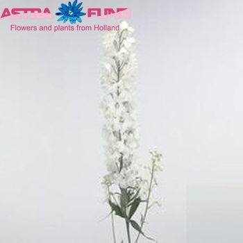 Delphinium Elatum Grp dubbelbloemig 'Guardian White' fotografija