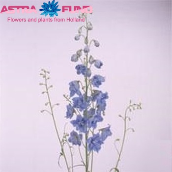 Delphinium Elatum Grp dubbelbloemig 'Ivor's Arrow' fotografija