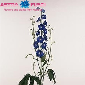 Delphinium Elatum Grp dubbelbloemig 'Kings Blue Arrow' fotografija