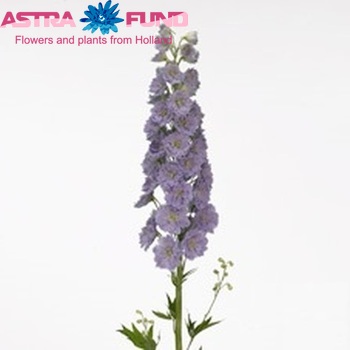 Delphinium Elatum Grp dubbelbloemig 'Kissi Blush Milka' fotografija