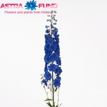 Delphinium Elatum Grp dubbelbloemig 'Kissi Brilliant Blue' fotografija