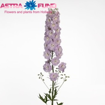 Delphinium Elatum Grp dubbelbloemig 'Kissi Lovely Pink' fotografija