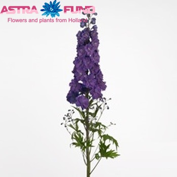 Delphinium Elatum Grp dubbelbloemig 'Kissi Maroon Purple' fotografija
