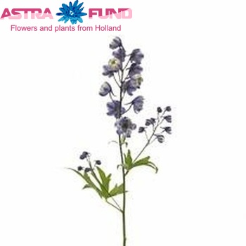 Delphinium Elatum Grp dubbelbloemig 'La Boheme' fotografija