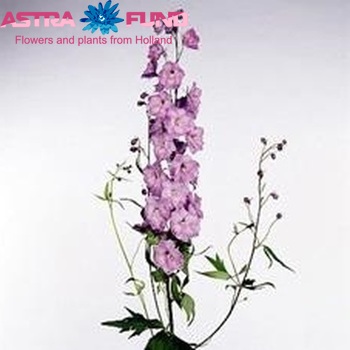Delphinium Elatum Grp dubbelbloemig 'Ned Rose' fotografija