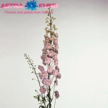 Delphinium Elatum Grp dubbelbloemig 'Neds Eelkje' zdjęcie