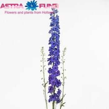 Delphinium Elatum Grp dubbelbloemig 'Ocean Angel' zdjęcie