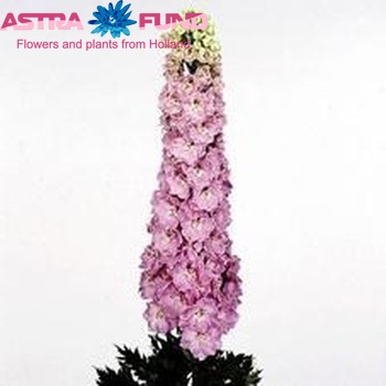 Delphinium Elatum Grp dubbelbloemig 'Pink Arrow' zdjęcie
