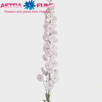 Delphinium Elatum Grp dubbelbloemig Pink River zdjęcie