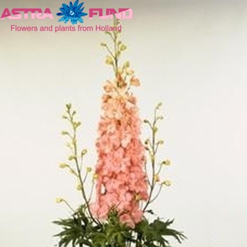 Delphinium Elatum Grp dubbelbloemig Princess Caroline zdjęcie