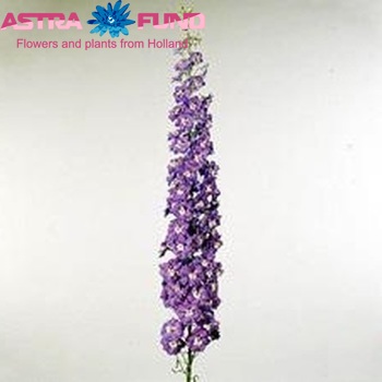 Delphinium Elatum Grp dubbelbloemig Purple Arrow zdjęcie
