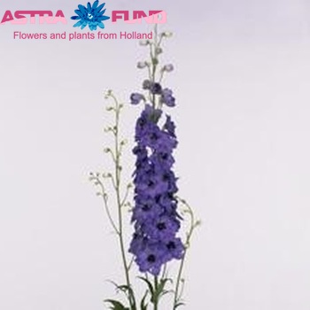 Delphinium Elatum Grp dubbelbloemig 'Queen Violet' zdjęcie