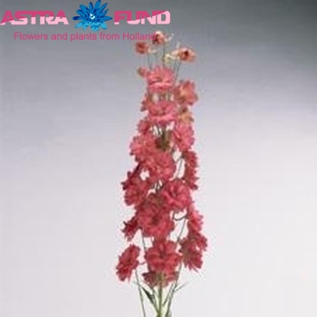 Delphinium Elatum Grp dubbelbloemig Red Caroline zdjęcie