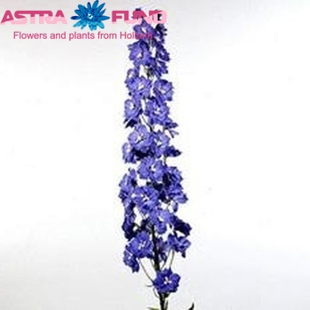 Delphinium Elatum Grp dubbelbloemig 'Sky-Liner' zdjęcie