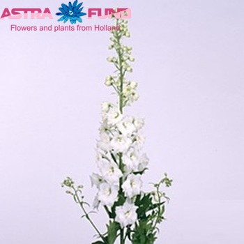 Delphinium Elatum Grp dubbelbloemig 'Snow Queen Arrow' zdjęcie