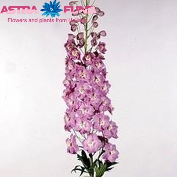 Delphinium Elatum Grp dubbelbloemig 'Strawberry Fair' zdjęcie