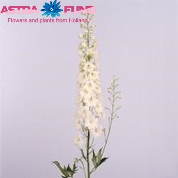 Delphinium Elatum Grp dubbelbloemig 'Sungleam' zdjęcie