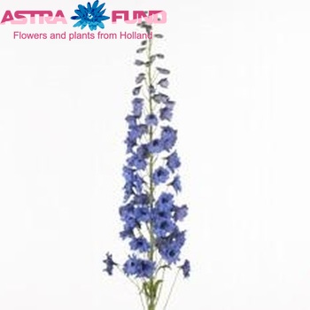 Delphinium Elatum Grp dubbelbloemig 'Sunniva' zdjęcie