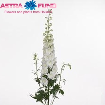 Delphinium Elatum Grp dubbelbloemig White River zdjęcie