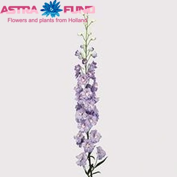 Delphinium Elatum Grp dubbelbloemig 'Yvonne' zdjęcie