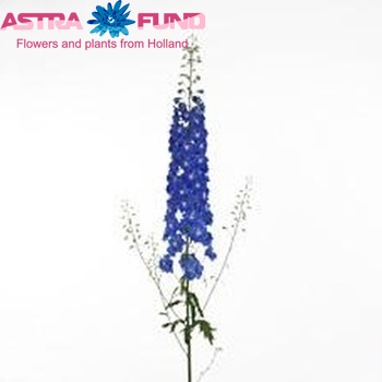 Delphinium Elatum Grp dubbellbloemig 'Bono Blue' zdjęcie