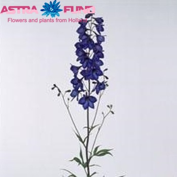 Delphinium Elatum Grp enkelbloemig 'Finsteraarhorn' zdjęcie