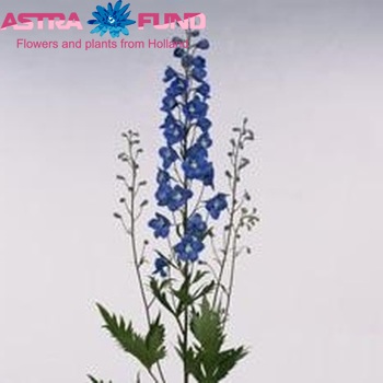 Delphinium Elatum Grp enkelbloemig 'Janny Arrow' zdjęcie