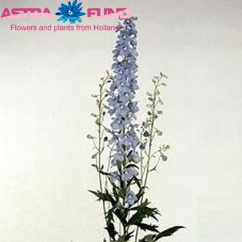Delphinium Elatum Grp enkelbloemig 'Janny Arrow Skyblue' zdjęcie