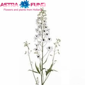Delphinium enkelbloemig 'Black Eyed Angel' zdjęcie