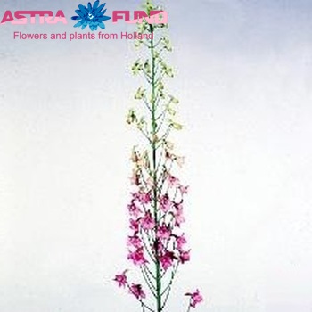 Delphinium enkelbloemig ruysii 'Pink Sensation' fotografija