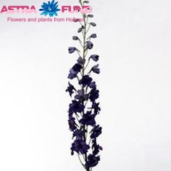 Delphinium Pacific Giant Grp enkelbloemig Magic Fountains Blue fotografija