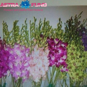 Dendrobium gemengd photo