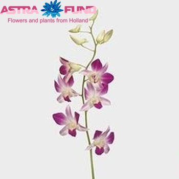 Dendrobium 'Karen' photo